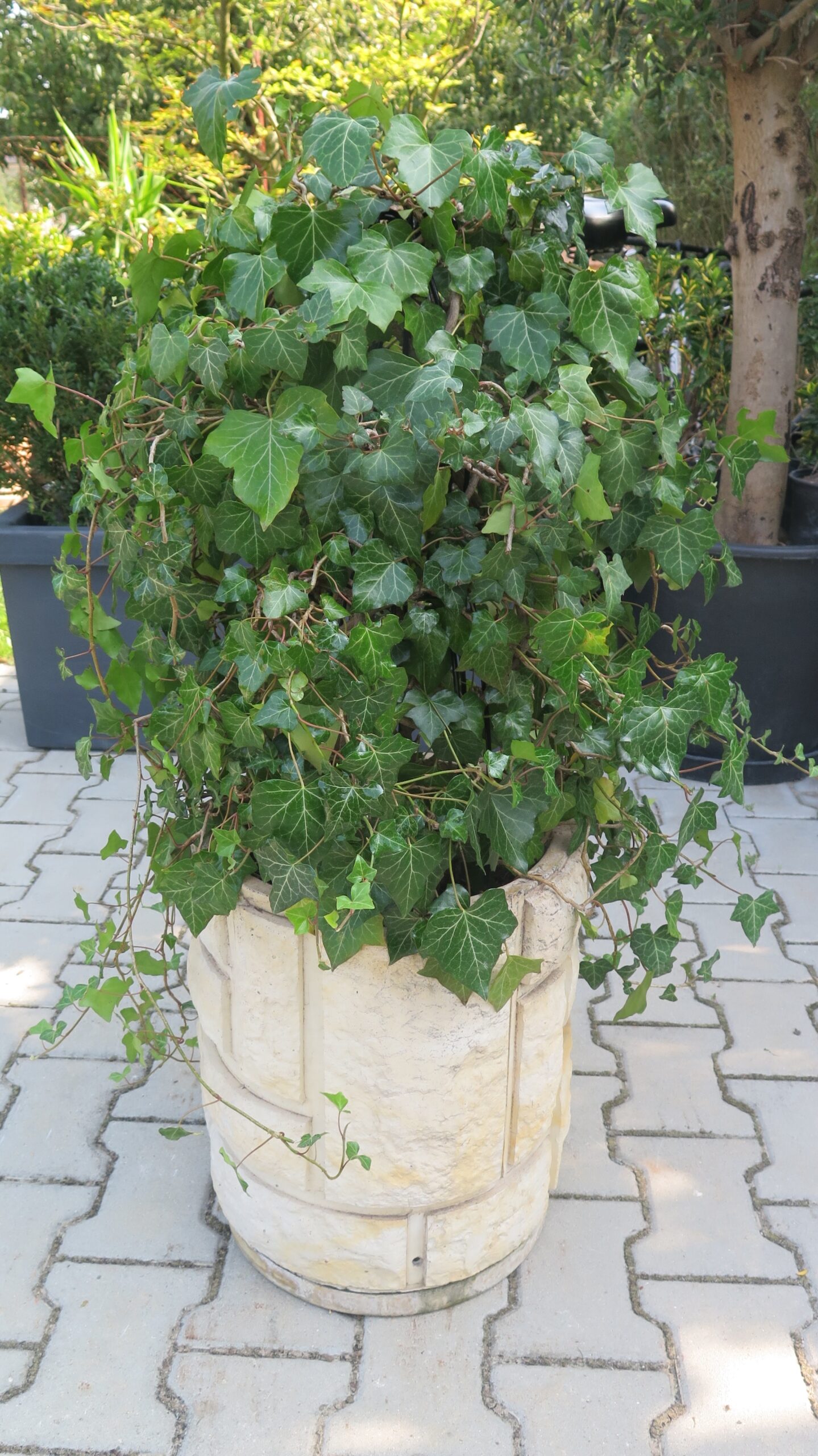 HEDERA HELIX břečt’an výška 110 CM